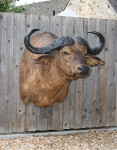 Cape Buffalo