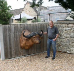 Cape Buffalo