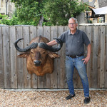 Cape Buffalo