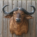 Cape Buffalo