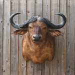 Cape Buffalo