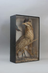 Taxidermy, Bittern In Glass Case