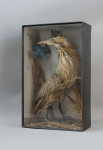 Taxidermy, Bittern In Glass Case
