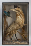 Taxidermy, Bittern In Glass Case