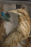 Taxidermy, Bittern In Glass Case