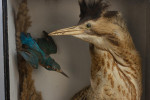 Taxidermy, Bittern In Glass Case