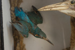 Taxidermy, Bittern In Glass Case