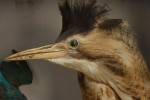 Taxidermy, Bittern In Glass Case