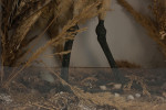 Taxidermy, Bittern In Glass Case