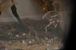 Taxidermy, Bittern In Glass Case