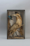 Taxidermy, Bittern In Glass Case