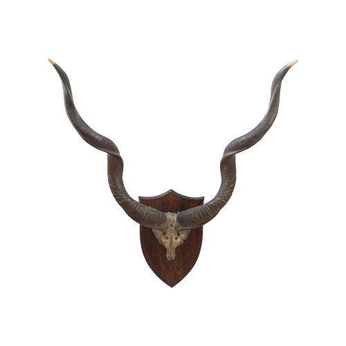 Set Of Taxidermy Spicer African Kudu Horns