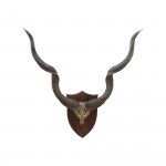 Set Of Taxidermy Spicer African Kudu Horns