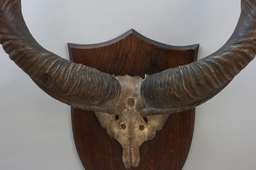 Set Of Taxidermy Spicer African Kudu Horns