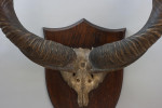 Set Of Taxidermy Spicer African Kudu Horns