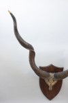 Set Of Taxidermy Spicer African Kudu Horns