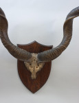 Set Of Taxidermy Spicer African Kudu Horns