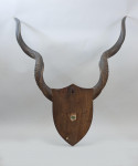 Set Of Taxidermy Spicer African Kudu Horns
