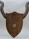 Set Of Taxidermy Spicer African Kudu Horns
