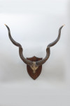 Set Of Taxidermy Spicer African Kudu Horns
