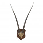 Taxidermy, African Gemsbock Horns On Wooden Shield