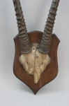 Taxidermy, African Gemsbock Horns On Wooden Shield