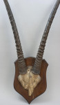 Taxidermy, African Gemsbock Horns On Wooden Shield