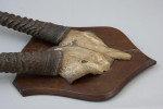 Taxidermy, African Gemsbock Horns On Wooden Shield