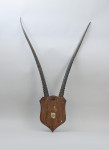 Taxidermy, African Gemsbock Horns On Wooden Shield