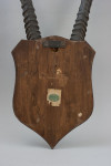 Taxidermy, African Gemsbock Horns On Wooden Shield