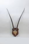 Taxidermy, African Gemsbock Horns On Wooden Shield