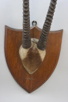 Set Of Taxidermy Gemsbok Antlers