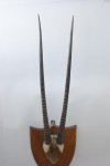 Set Of Taxidermy Gemsbok Antlers