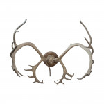 Large Caribou Antlers