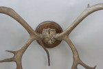 Large Caribou Antlers