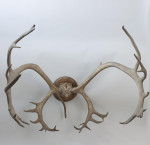 Large Caribou Antlers