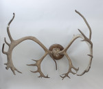Large Caribou Antlers