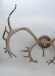 Large Caribou Antlers