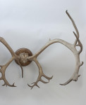 Large Caribou Antlers