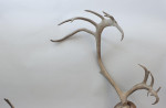 Large Caribou Antlers