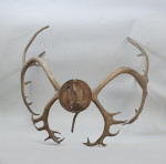 Large Caribou Antlers