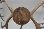 Large Caribou Antlers