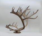 Large Caribou Antlers