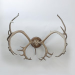 Large Caribou Antlers