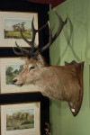 Taxidermy Stags Head By Spicer