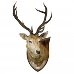 Taxidermy Stags Head By Spicer