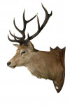 Taxidermy Stags Head By Spicer