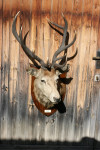 Taxidermy Stags Head By Spicer