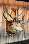 Taxidermy Stags Head By Spicer