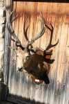 Taxidermy Stags Head By Spicer